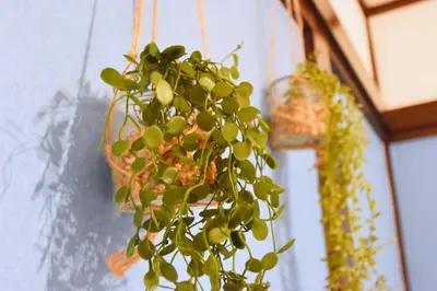 a plant in a pot hanging from a wall at TOMARIE Residential Suite Edogawa in Tokyo