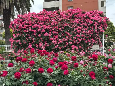 a large circle of pink roses in a garden at Vivian house in Tokyo