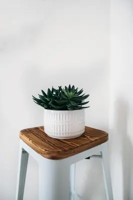 a plant in a white pot on a wooden table at Dash Living Nihonbashi in Tokyo