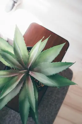 a green plant sitting on top of a table at Dash Living Nihonbashi in Tokyo