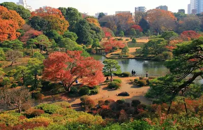 a park with a pond and trees in the fall at Alo BnB 6 - Near IKEBUKURO, SHINJUKU, UENO, AKIHABARA - Self check-in in Tokyo