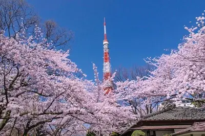 a rocket with a cherry tree in front of a tower at Tokyo Kakan in Tokyo