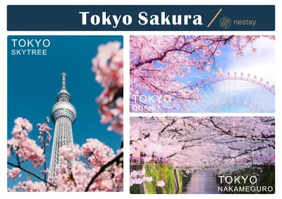 a collage of photos with the tokyo skyline and cherry trees at nestay villa tokyo shinjuku in Tokyo
