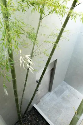 a staircase with bamboo trees in front of a building at Azabu Modern House The Tokyo Tower can be seen from the villa 500m2 in Tokyo
