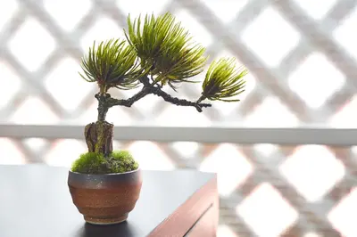 a small pine tree in a pot on a table at Villa Shibuya in Tokyo