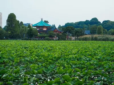 a field of green plants with a pagoda in the background at \u5bc5\u30db\u30c6\u30eb \u53f0\u6771 Hotel \u5bc5 \u53f0\u4e1c Tora Hotel Taito A in Tokyo