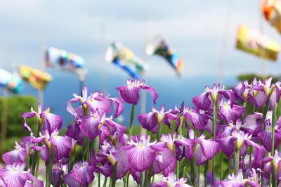 a bunch of purple flowers in a field at Stay SAKURA Tokyo ASAKUSA ART DECO HOTEL in Tokyo