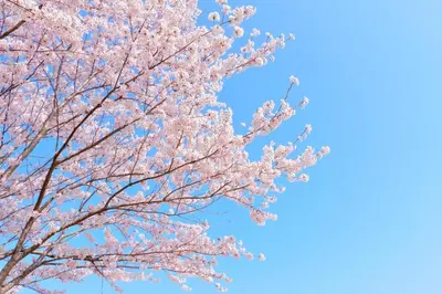 a tree with pink blossoms against a blue sky at Stay SAKURA Tokyo ASAKUSA ART DECO HOTEL in Tokyo