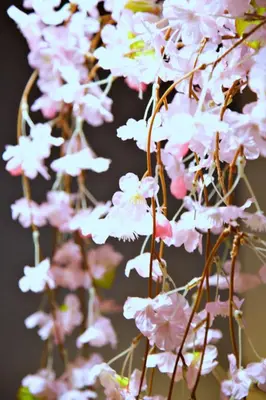a bunch of pink flowers on a plant at Mukojima Kodate - Vacation STAY 8857 in Tokyo