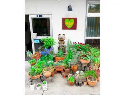 a group of potted plants in front of a building at morino yume private lodging Wood-warm cozy stays \u675c\u30ce\u5922 \u6c11\u6cca \u6728\u306e\u9999\u308a\u6f02\u3046\u5fc3\u5730\u3088\u3044\u7a7a\u9593 in Tokyo
