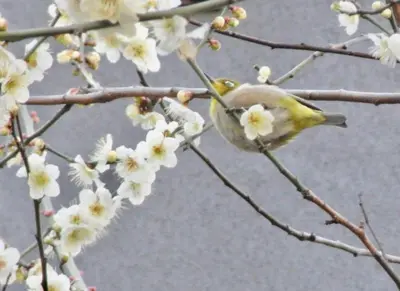 a bird perched on a branch of a tree with flowers at TOKYO Ebisu! 2adults & 2kids Max4ppl FamilyOK! in Tokyo