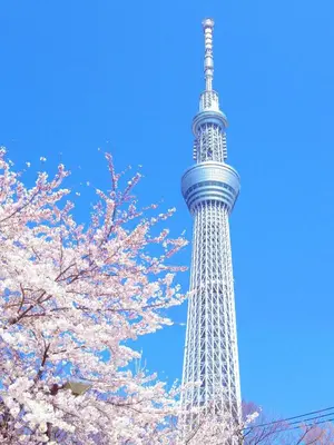 a tower withakura trees in front of a blue sky at Peace Inn Skytree Tokyo in Tokyo