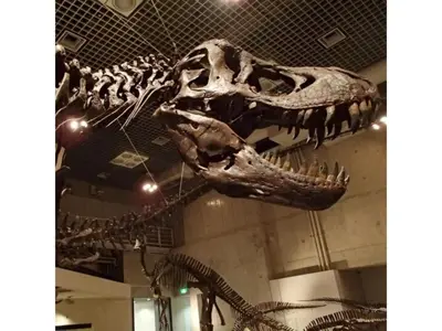 a skeleton of a dinosaur in a museum at Hotel Suntargas Ueno - Vacation STAY 08481v in Tokyo