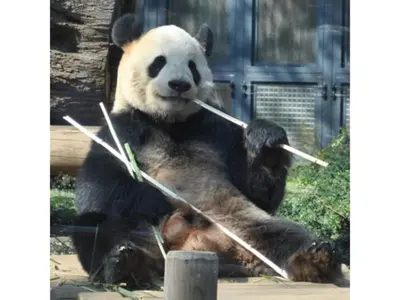 a panda bear holding bamboo sticks in its paws at Hotel Suntargas Ueno - Vacation STAY 08468v in Tokyo