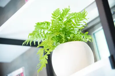 a green plant in a white vase on a window at Oyado danran \u56e3\u6b12 in Tokyo