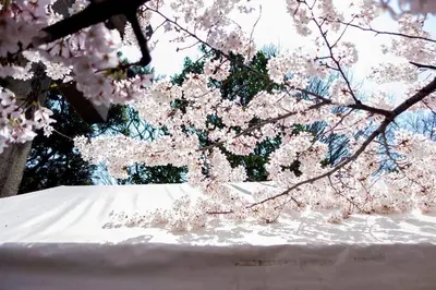 a tree with pink cherry blossoms on it at TORA HOTEL Tokyo Ueno \u5bc5\u30db\u30c6\u30eb \u4e0a\u91ce B in Tokyo