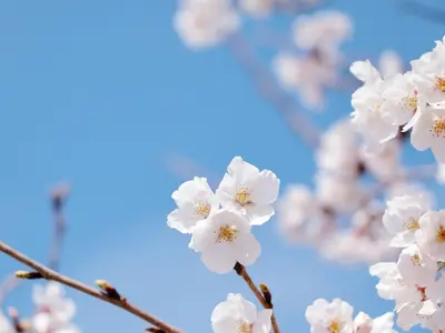 a close up of white flowers on a tree branch at Rakuten STAY Tokyo Asakusa 1 Double Bed Room Low Floor in Tokyo