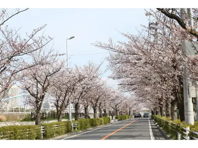 a row of trees with pink flowers on a road at Grandeur Imagawa - Vacation STAY 11149 in Urayasu