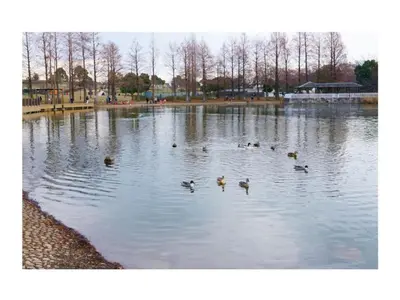 a group of ducks swimming in a pond at OHANA TOKYO HOUSE - Vacation STAY 71658v in Tokyo
