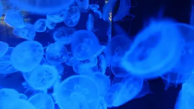 a group of blue jellyfish in a dark room at Toyoko Inn Tokyo Shinagawa-eki Takanawa-guchi in Tokyo