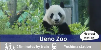 a panda bear is sitting in a tree at Tamayura Hotel Asakusa in Tokyo