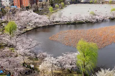 an aerial view of a river with cherry trees at Centurion Hotel Ueno in Tokyo