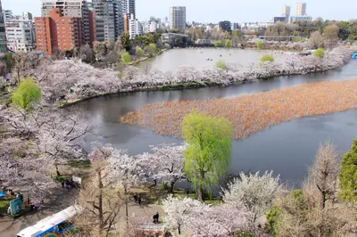 a river withakura trees and a city in the background at Centurion Hotel Ueno in Tokyo