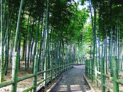 a path in a bamboo forest with a fence at \u30ec\u30f3\u30bf\u30eb\u30eb\u30fc\u30e0\u76ee\u9ed2 in Tokyo