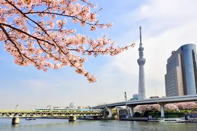 a cherry tree branch with a bridge and tower in the background at honeys guest house elevator , wash machine, huge closet space, private bathroom, walk to skytree in 10 minutes in Tokyo