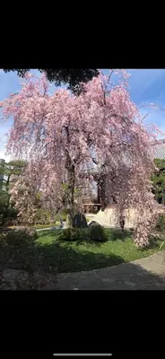 a tree with pink flowers on it in a yard at \u90fd\u5fc3\u306e\u5bb630 square meter king size bed, step meter, 3-person room201 in Tokyo