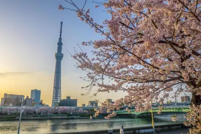 a cherry tree with the eiffel tower in the background at stayme THE HOTEL\u6d45\u8349\u30ea\u30d0\u30fc\u30b5\u30a4\u30c9 in Tokyo