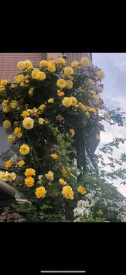 a bunch of yellow flowers on the side of a building at \u685c\u306e\u5bbf28 square meter king size bed with sofa bed, garden room102 in Tokyo