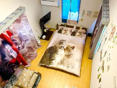 three cats laying in beds in a room at Tokyo Shibuya Shinjyuku Cat House ! in Tokyo