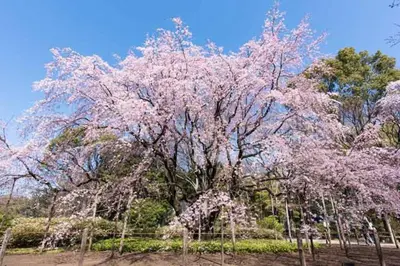 a large tree with pink flowers on it at Tokyo's best spot Shibuya! 3person room Free Wi-Fi in Tokyo
